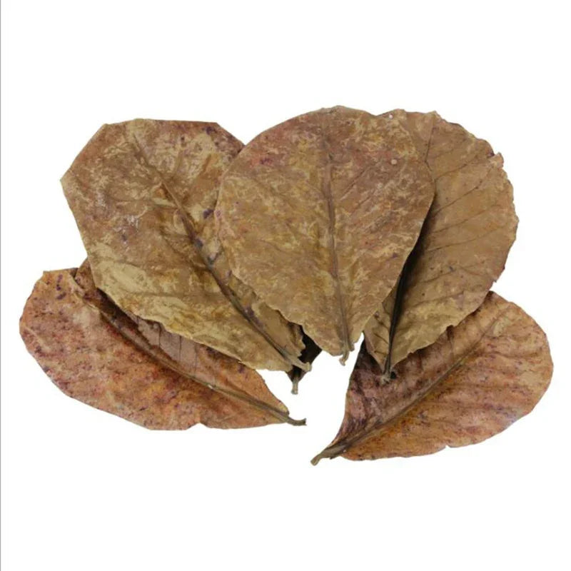 Natural Terminalia Catappa