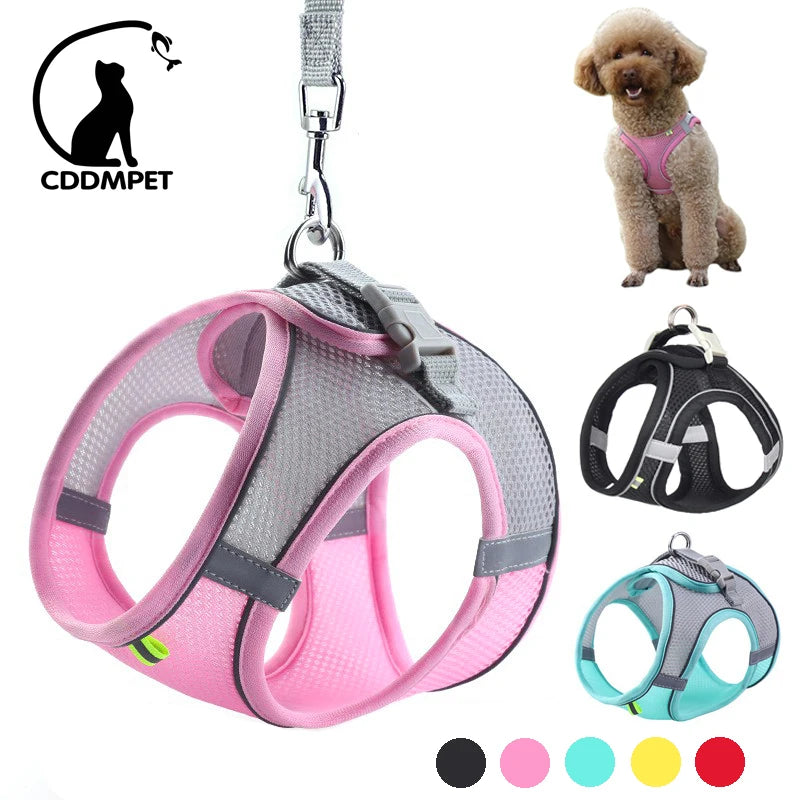 Conjunto de coleira para cães pequenos